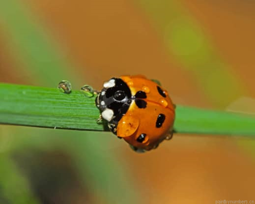 Ladybug Insect In Water Drops Insects Painting By Numberss.png