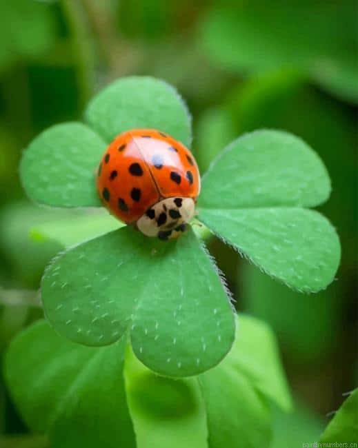 Ladybug Insect Painting By Numberss.png