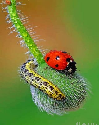 Ladybug Insects Painting By Numberss.png