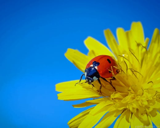 Ladybugs Dandelions On Yellow Flower Painting By Numberss.png