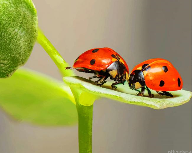 Ladybugs On Green Leaf Insects Painting By Numberss.png