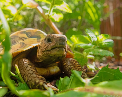 Land Turtle In Garden Animals Painting By Numberss.png