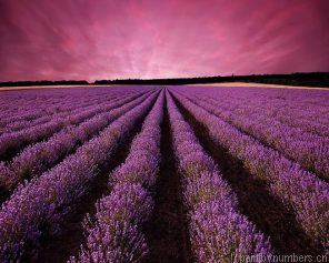 Large Lavender Field Painting By Numbers.png