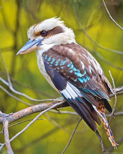 Laughing Kookaburra Bird Painting By Numberss.png