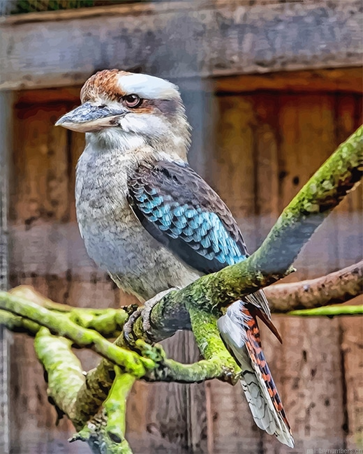 Laughing Kookaburra Birds Painting By Numberss.png
