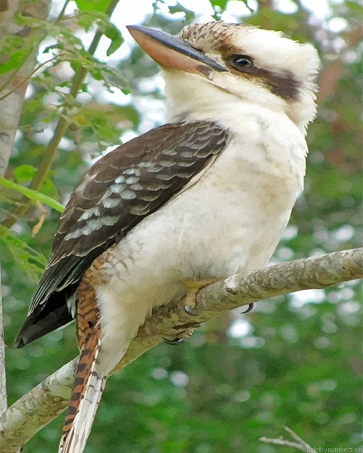 Laughing Kookaburra On Branch Bird Painting By Numberss.png