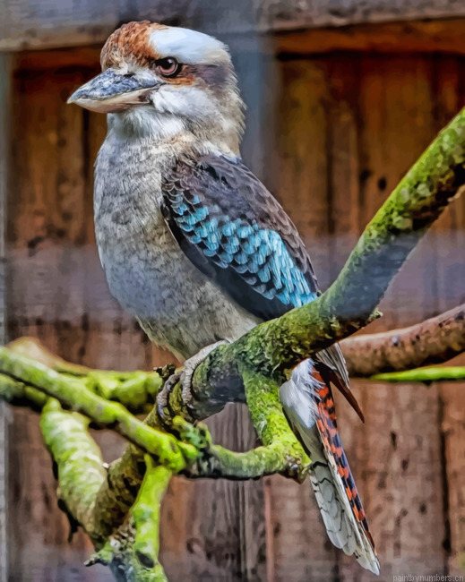 Laughing Kookaburra On Tree Birds Painting By Numberss.png
