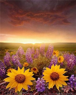 Lavender And Sunflower On Wild Painting By Numbers.png