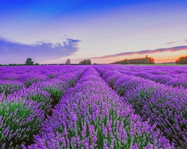 Lavender Field Plants Painting By Numbers.png