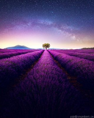 Lavender Fields By Night Painting By Numbers.png