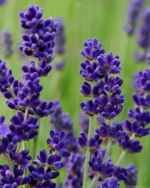Lavender Plants Painting By Numbers.png