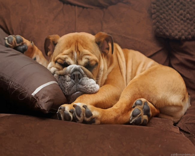 Lazy Bulldog Animals Painting By Numberss.png