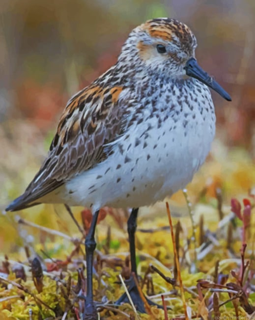 Least Sandpiper Birds Painting By Numberss.png