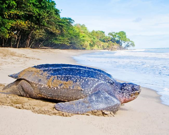 Leatherback Turtle Animals Painting By Numbers.png