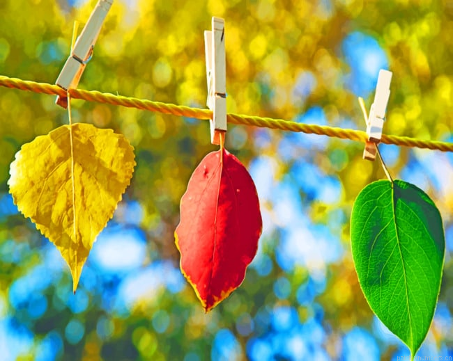 Leaves Plants Painting By Numberss.png