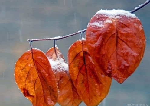 Leaves Winter Plants Painting By Numberss.png
