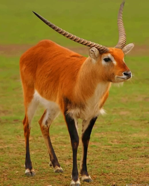 Lechwe Deer Animals Painting By Numberss.png
