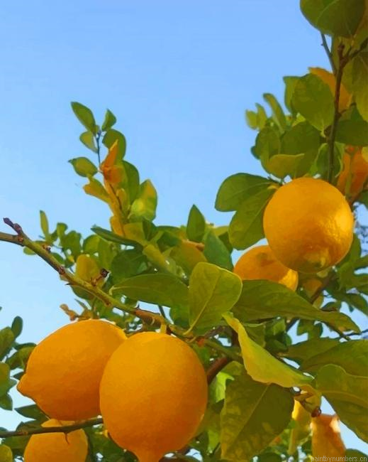 Lemon Tree Fruits Painting By Numberss.png
