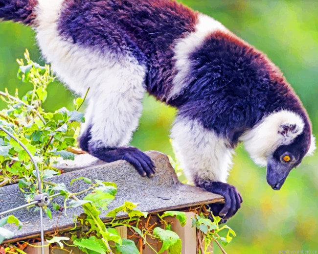 Lemur Animal Painting By Numberss.png