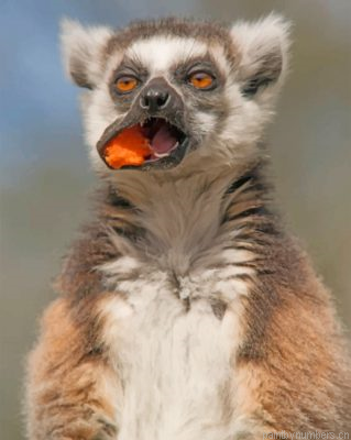 Lemur Eating Painting By Numbers.png