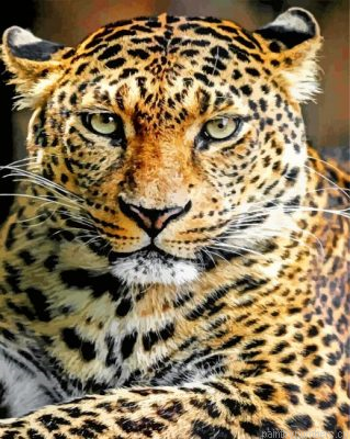 Leopard Animal Painting By Numbers.png