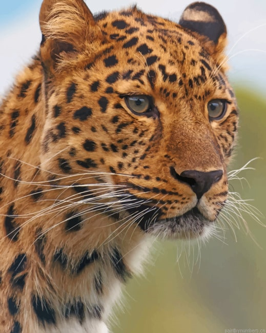 Leopard Face Animals Painting By Numberss.png