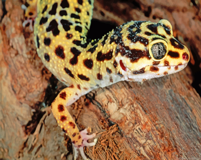 Leopard Gecko Painting By Numbers.png