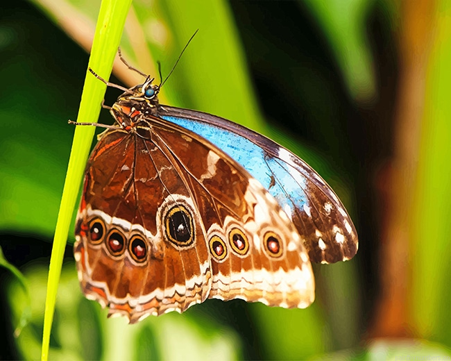 Lepidoptera Butterfly Insects Painting By Numbers.png