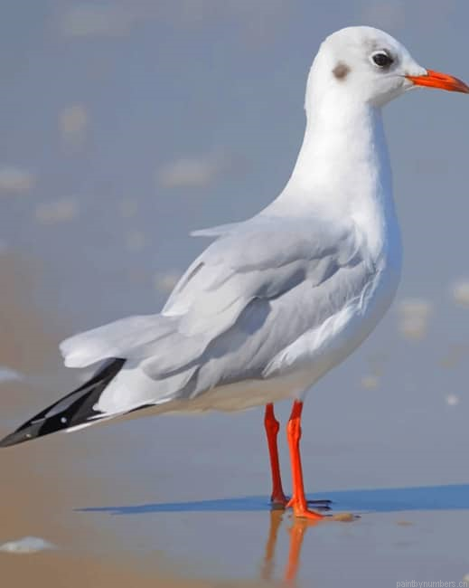 Lesser Black Backed Gull Birds Painting By Numberss.png