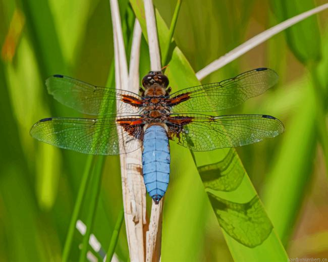 Libellula Depressa Dragonfly Insects Painting By Numberss.png