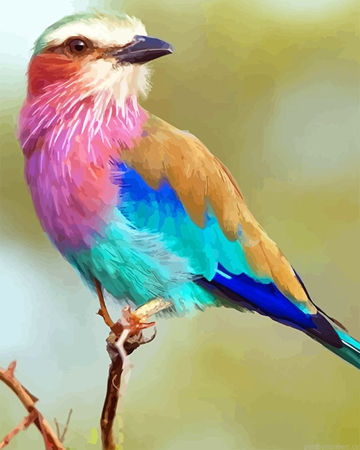 Lilac Breasted Roller Birds Painting By Numberss.png