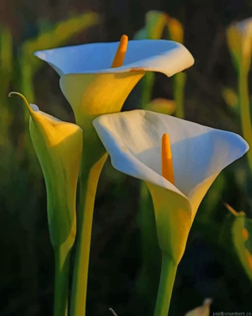 Lily Flowers Plants Painting By Numberss.png