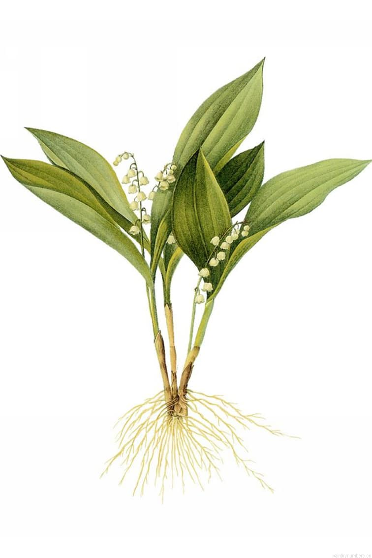 Lily Of The Valley Painting By Numbers.png