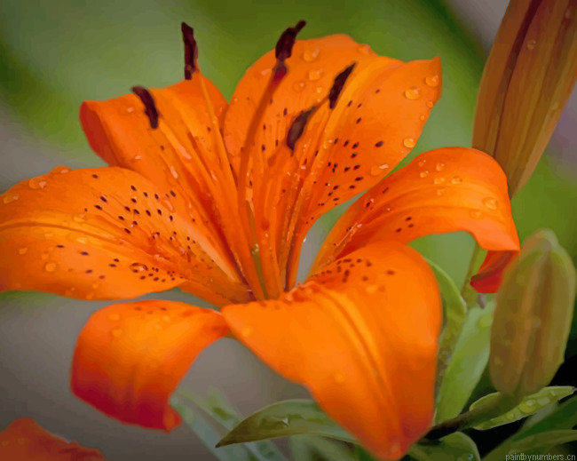 Lily Plant Orange Flower Painting By Numberss.png