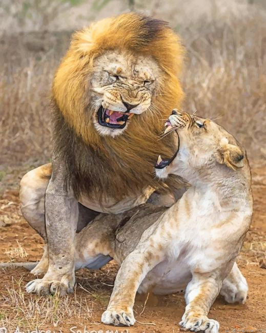 Lion Aggression Animals Painting By Numbers.png