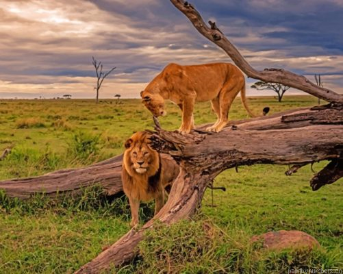 Lion And Lioness On A Tree Painting By Numbers.png