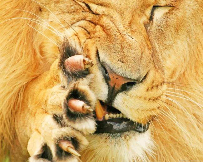 Lion Claws Animals Painting By Numberss.png