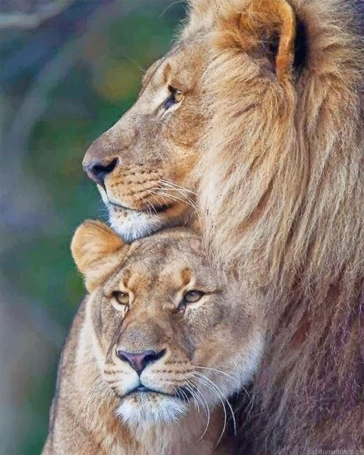 Lion Couple Animals Painting By Numbers.png
