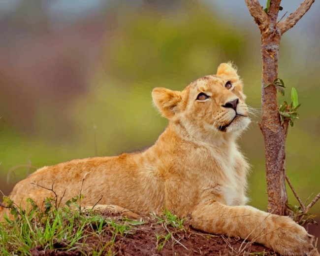 Lion Cub In Wild Animals Painting By Numberss.png