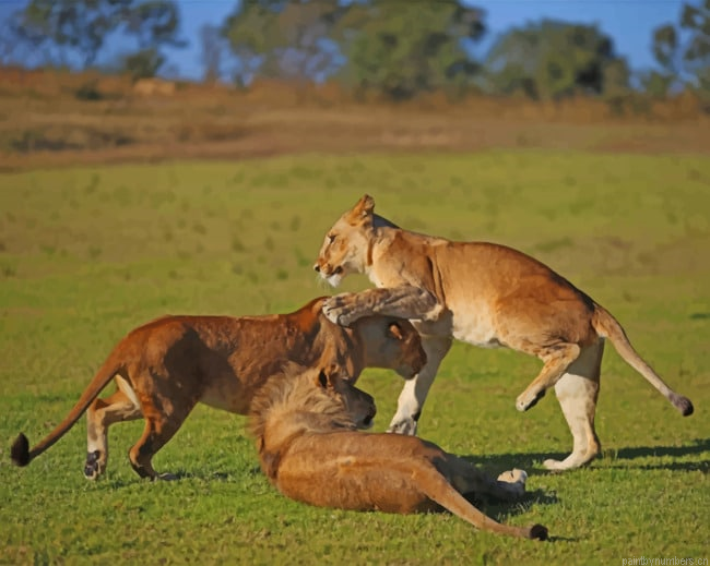 Lion Cubs Playing Animals Painting By Numberss.png