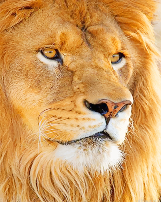Lion Face Painting By Numberss.png