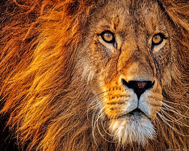 Lion Head Animals Painting By Numbers.png