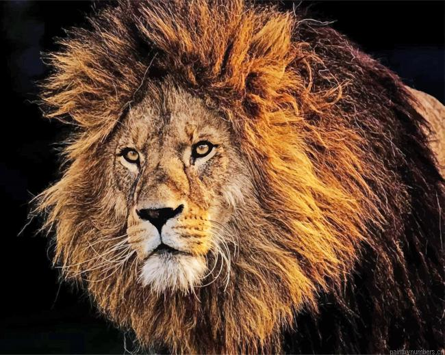 Lion King Animals Painting By Numberss.png