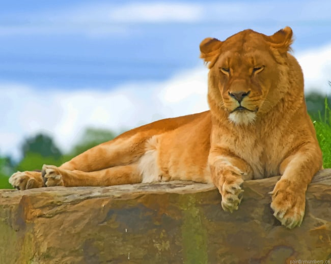 Lion Sitting On Rock Animals Painting By Numberss.png