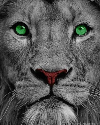 Lion With Green Eyes Painting By Numbers.png