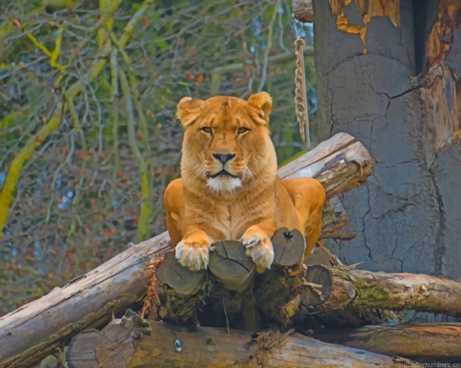 Lioness Sitting On Tree Branch Animals Painting By Numberss.png