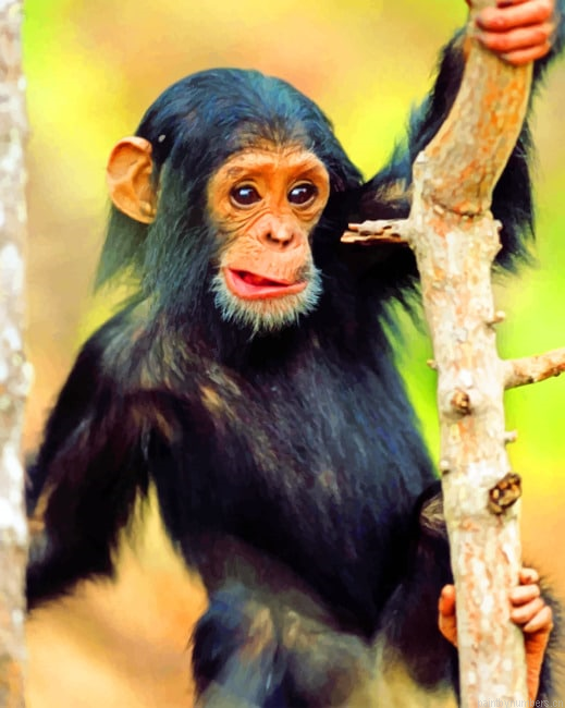 Little Black Monkey Animals Painting By Numberss.png