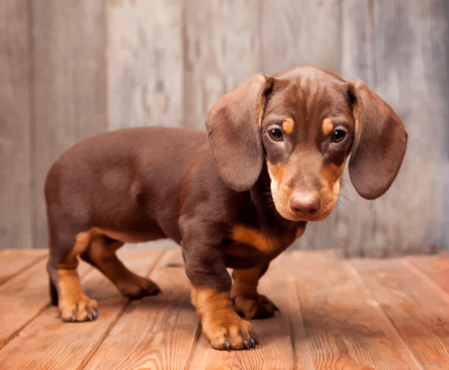 Little Brown Sausage Dog Painting By Numbers.png