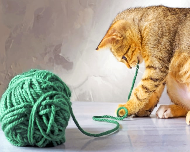 Little Cat Playing With Wool Ball New Painting By Numberss.png