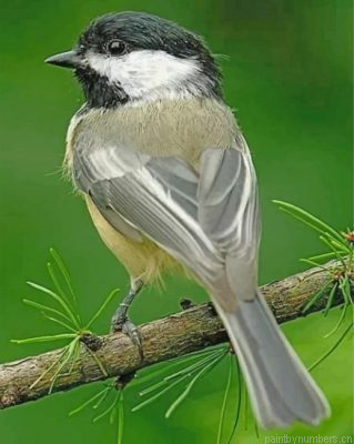 Little Chickadee Bird Painting By Numbers.png